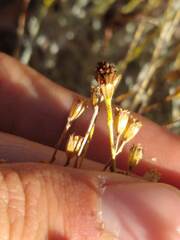 Thymophylla setifolia