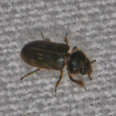 Heterocerus fenestratus