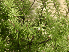 Leptecophylla juniperina