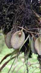 Acianthera
