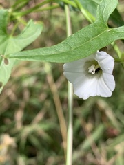 Calystegia marginata