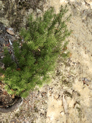 Leptecophylla juniperina