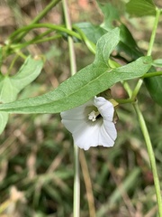 Calystegia marginata