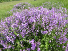 Vicia tenuifolia