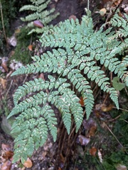 Dryopteris dilatata