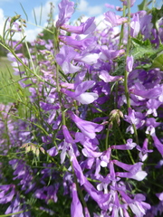 Vicia tenuifolia