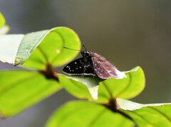 Darpa striata