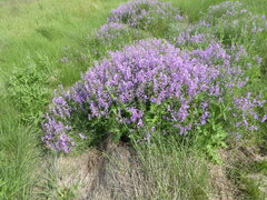 Vicia tenuifolia