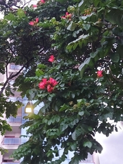 Spathodea campanulata