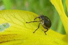 Mononychus punctumalbum