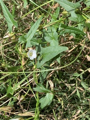 Calystegia marginata