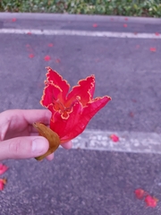 Spathodea campanulata