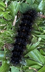 Apistosia judas