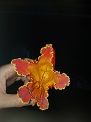 Spathodea campanulata