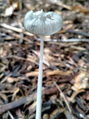 Lanatulae