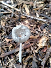 Lanatulae