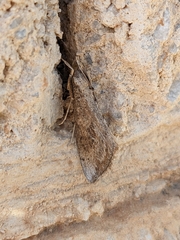 Evergestis isatidalis