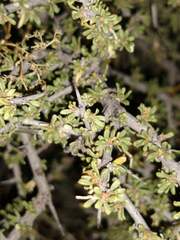 Condalia ericoides