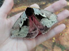 Dirphiopsis multicolor