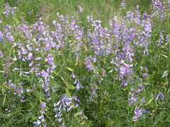 Vicia tenuifolia