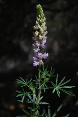 Lupinus elatus
