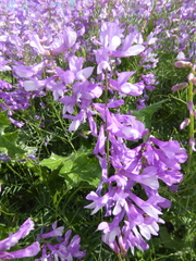 Vicia tenuifolia