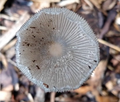 Lanatulae