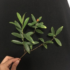 Wikstroemia taiwanensis