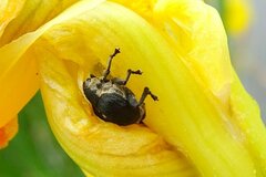 Mononychus punctumalbum