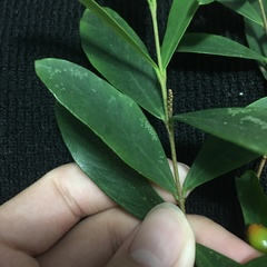Wikstroemia taiwanensis