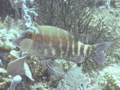 Lethrinus erythropterus