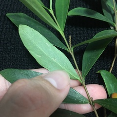 Wikstroemia taiwanensis