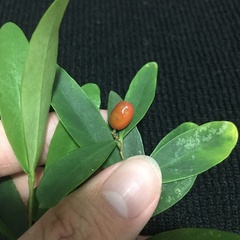 Wikstroemia taiwanensis