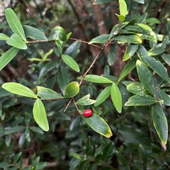 Wikstroemia taiwanensis