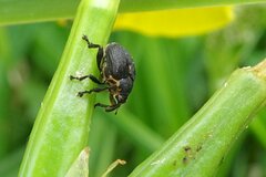 Mononychus punctumalbum