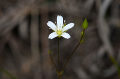 Minuartia