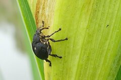 Mononychus punctumalbum