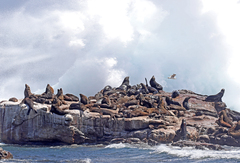 Arctocephalus pusillus pusillus