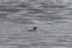 Mergus merganser merganser