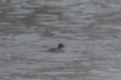Mergus merganser merganser