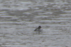 Mergus merganser merganser