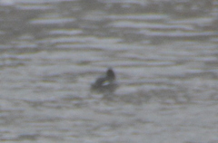Mergus merganser merganser
