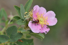 Merhynchites bicolor