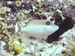 Sufflamen chrysopterum