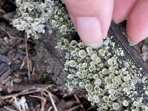 iNaturalist observation photo of pixie cup and reindeer lichens