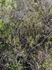 Diplacus