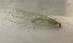 Chrysoperla externa