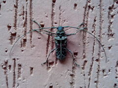 Macropophora accentifer