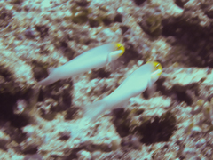 Valenciennea strigata