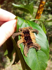 Phobetron hipparchia